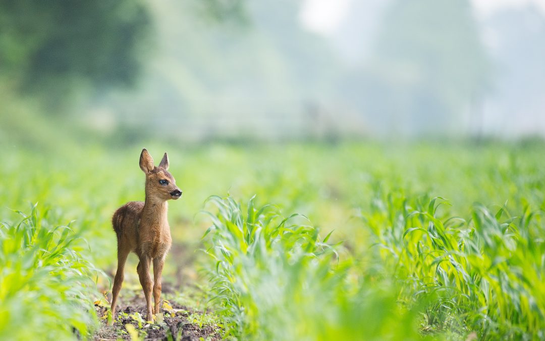 Kleine Augen können Grosses sehen…